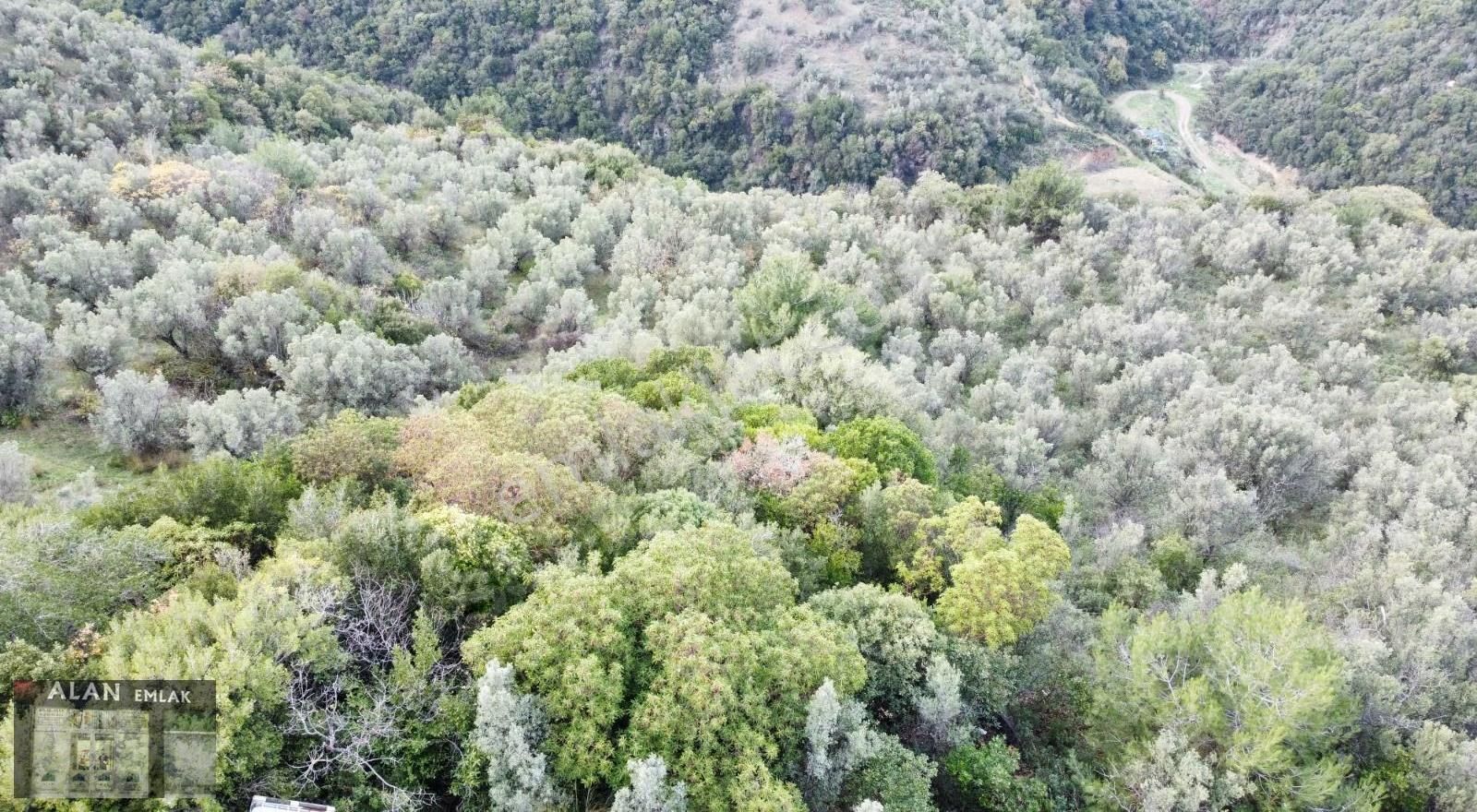 Mudanya Halitpaşada Satılık Toplam 12.803m2 Açıklamayı Okuyunuz! - Görsel 21