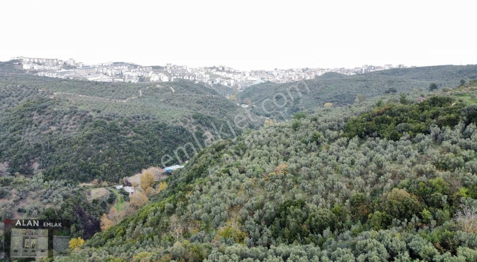 Mudanya Halitpaşada Satılık Toplam 12.803m2 Açıklamayı Okuyunuz! - Görsel 18