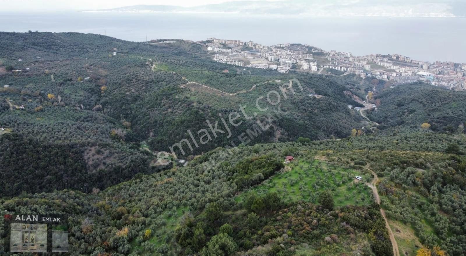 Mudanya Halitpaşada Satılık Toplam 12.803m2 Açıklamayı Okuyunuz! - Görsel 6