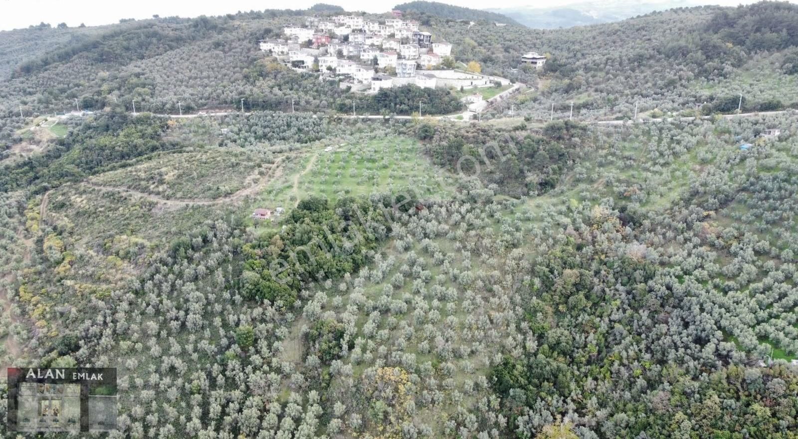 Mudanya Halitpaşada Satılık Toplam 12.803m2 Açıklamayı Okuyunuz! - Görsel 24