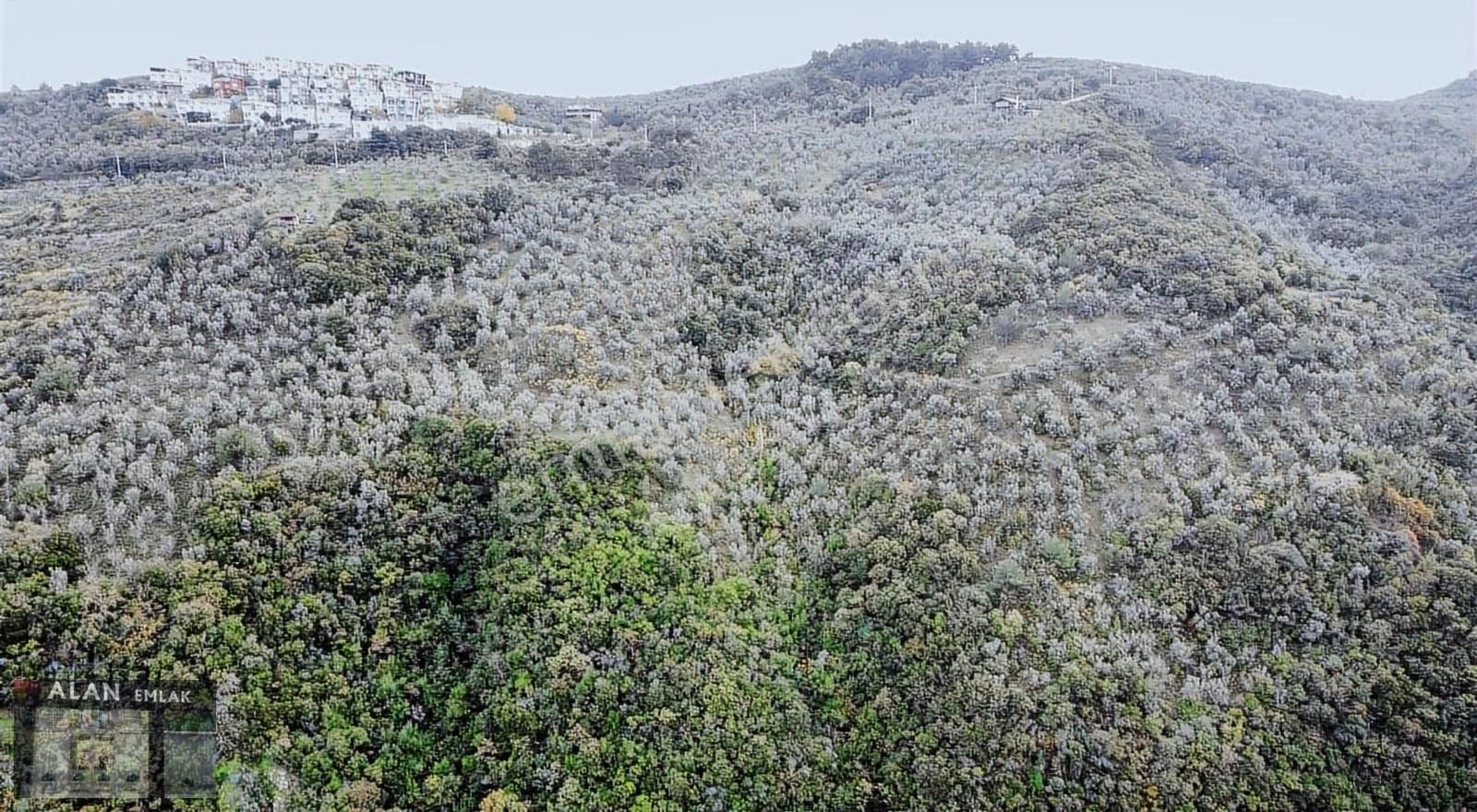 Mudanya Halitpaşada Satılık Toplam 12.803m2 Açıklamayı Okuyunuz! - Görsel 17