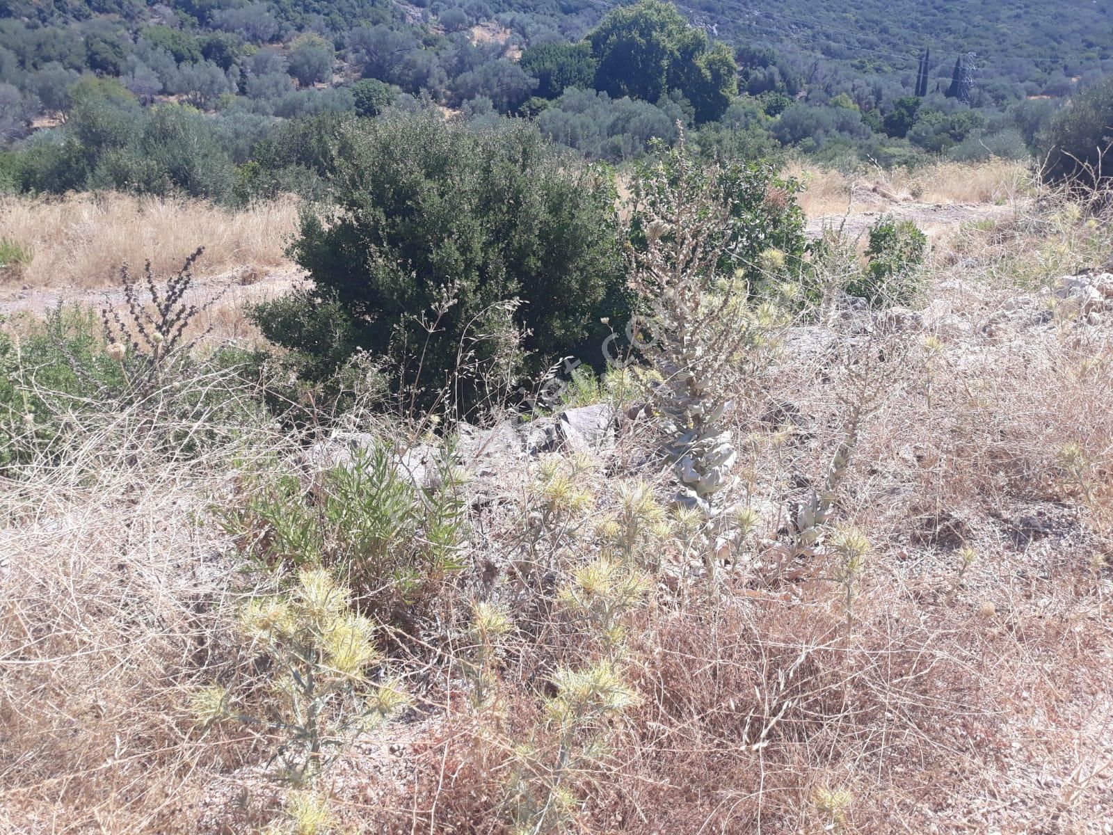 Karaburun Ambarzekı Koyunde Denıze Yakın Manzaralı - Görsel 3