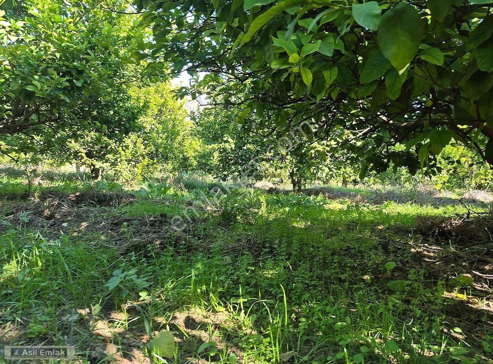 Asil Emlaktan Ortaca Çaylı Mah. De Satılık 7 Dönüm Tarla - Görsel 14