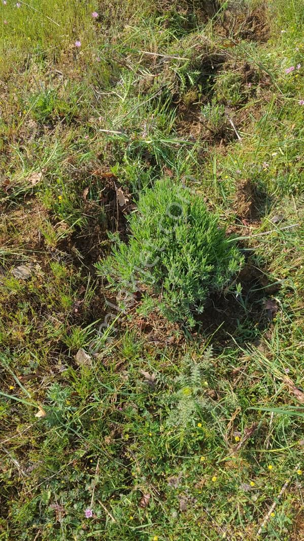 Bayramiç / Kaykılar Tarla 15 Dönüm - Görsel 2