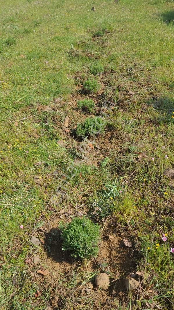 Bayramiç / Kaykılar Tarla 15 Dönüm - Görsel 4