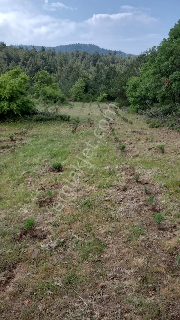 Bayramiç / Kaykılar Tarla 15 Dönüm - Görsel 5