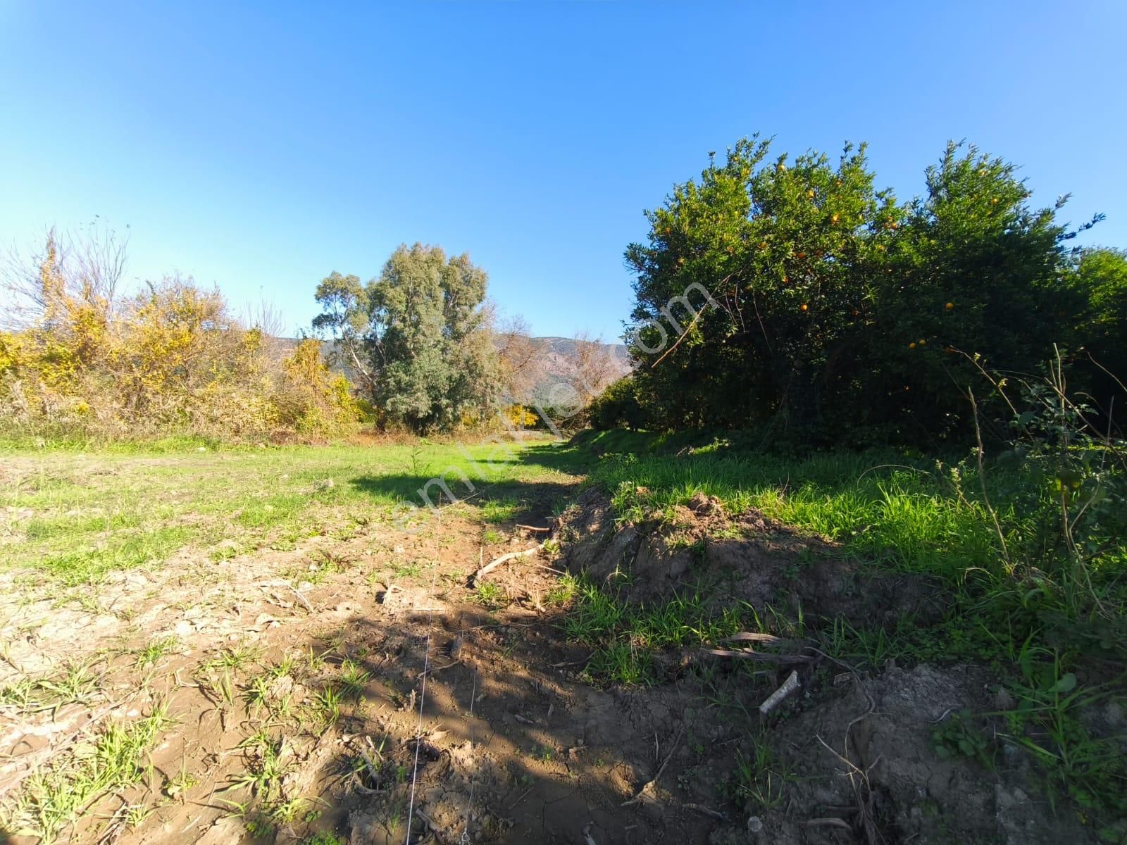 Tuana Emlak'tan Toparlarda 4.175m² Narenciye Bahçesi - Görsel 30