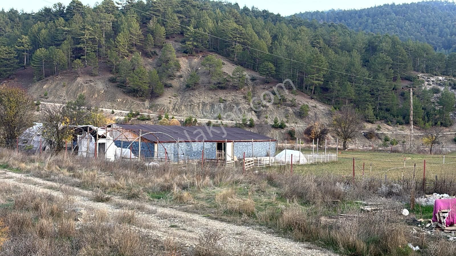Burdur Ağlasun Hisarköyde Satılık Çiftlik Ve Besihane - Görsel 8