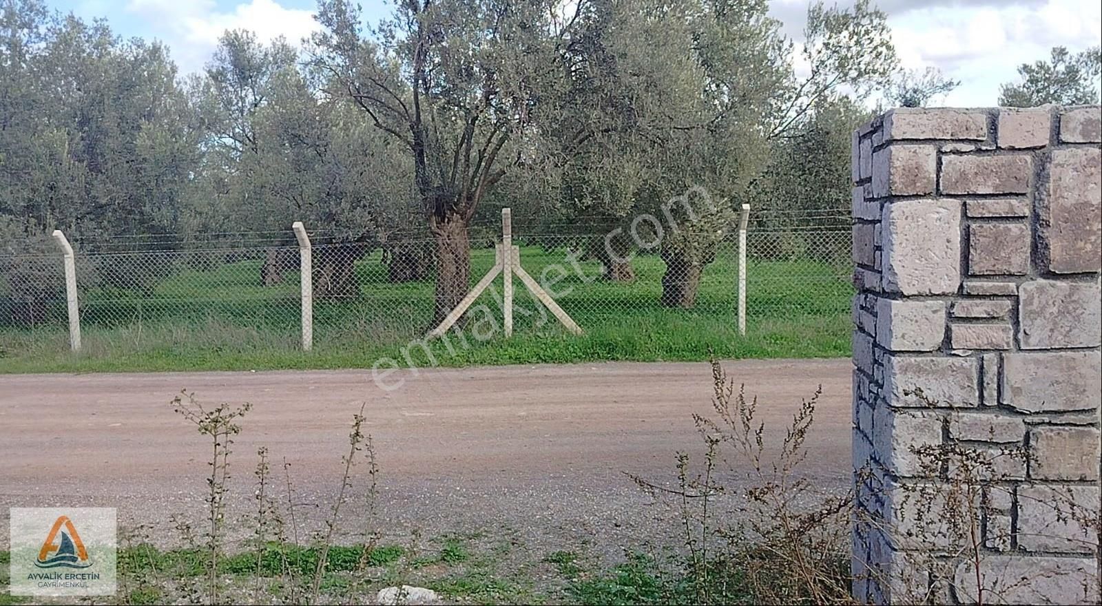 Ayvalık Merkeze Sadece 1.5 Km Yol Üstü Zeytinlik - Görsel 16