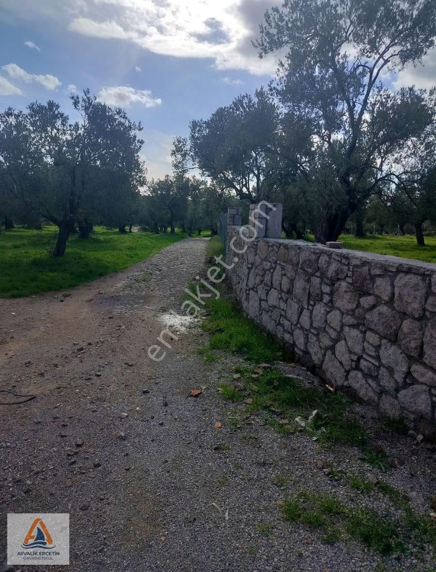 Ayvalık Merkeze Sadece 1.5 Km Yol Üstü Zeytinlik - Görsel 17