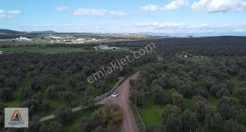 Ayvalık Merkeze Sadece 1.5 Km Yol Üstü Zeytinlik - Görsel 19