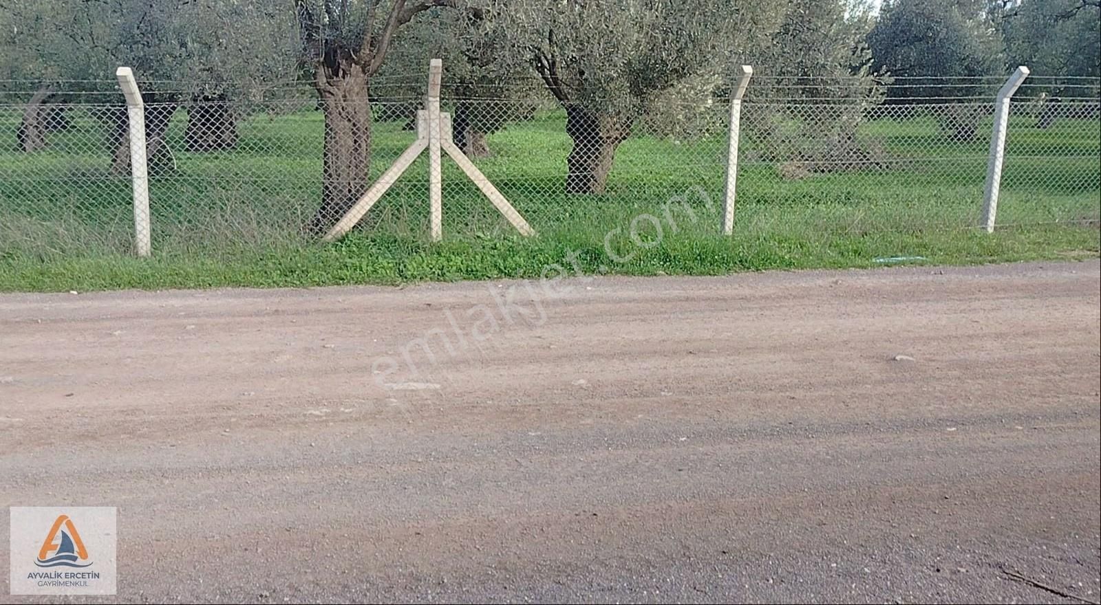 Ayvalık Merkeze Sadece 1.5 Km Yol Üstü Zeytinlik - Görsel 5