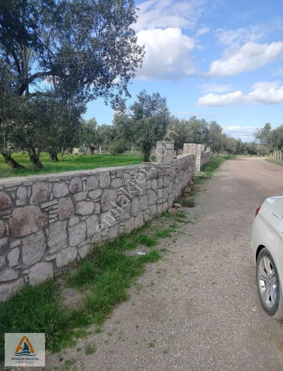Ayvalık Merkeze Sadece 1.5 Km Yol Üstü Zeytinlik - Görsel 2