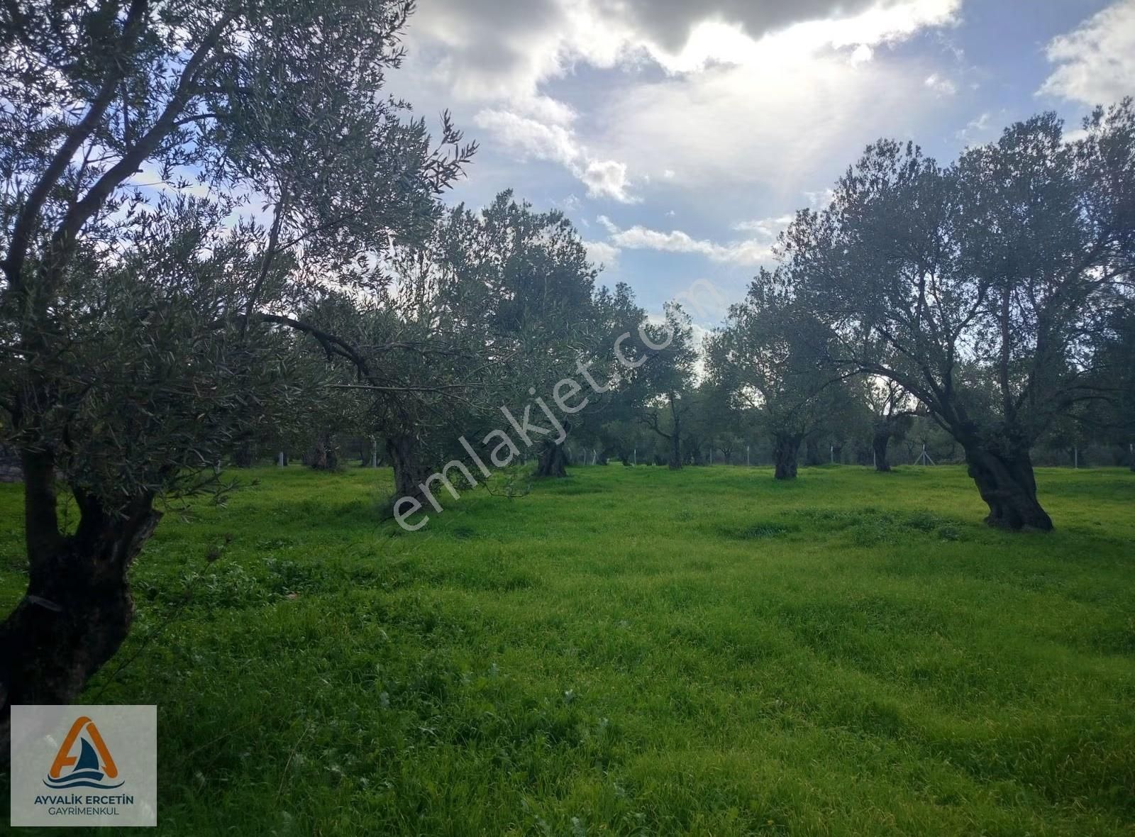 Ayvalık Merkeze Sadece 1.5 Km Yol Üstü Zeytinlik - Görsel 26