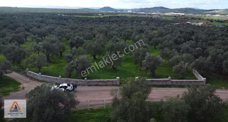 Ayvalık Merkeze Sadece 1.5 Km Yol Üstü Zeytinlik - Görsel 12