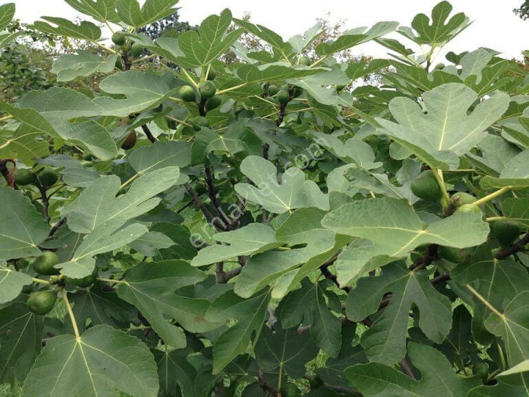 Aydın,germencik,dereköyde Yatırımlık 16900 M2 Verimli İncir Bahçesi