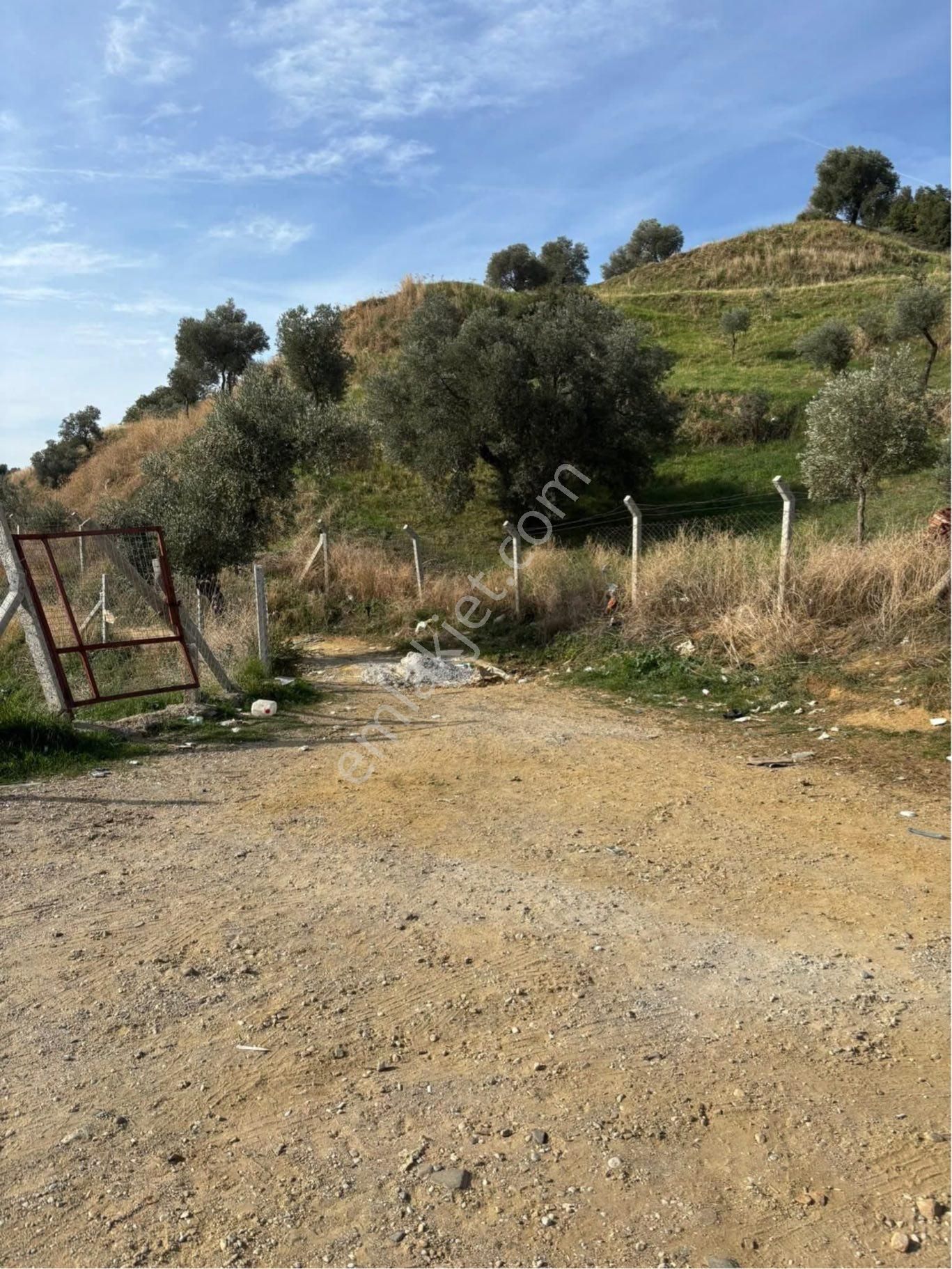 Aydın Danişment Köyünde Satılık Zeytinlik - Görsel 3