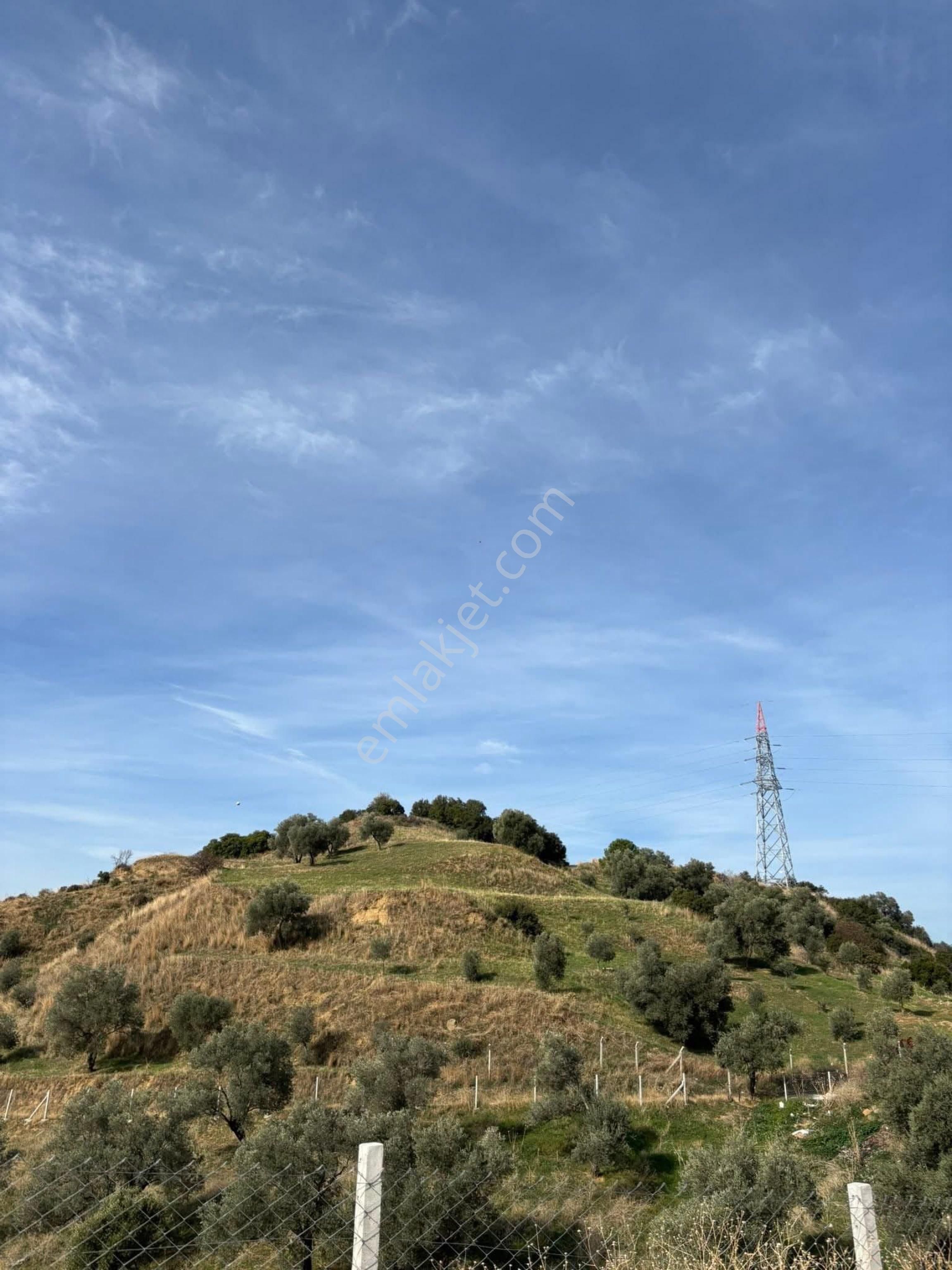 Aydın Danişment Köyünde Satılık Zeytinlik