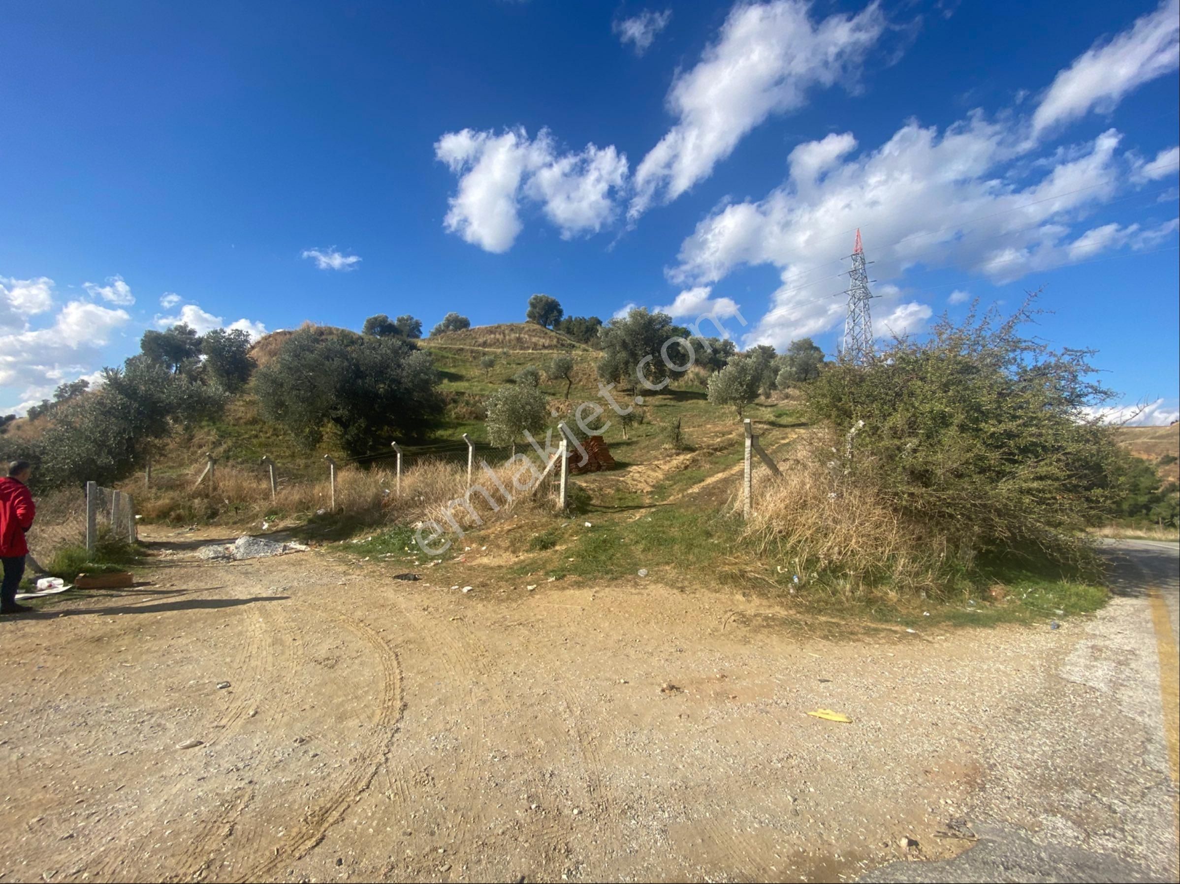 Aydın Danişment Köyünde Satılık Zeytinlik - Görsel 10