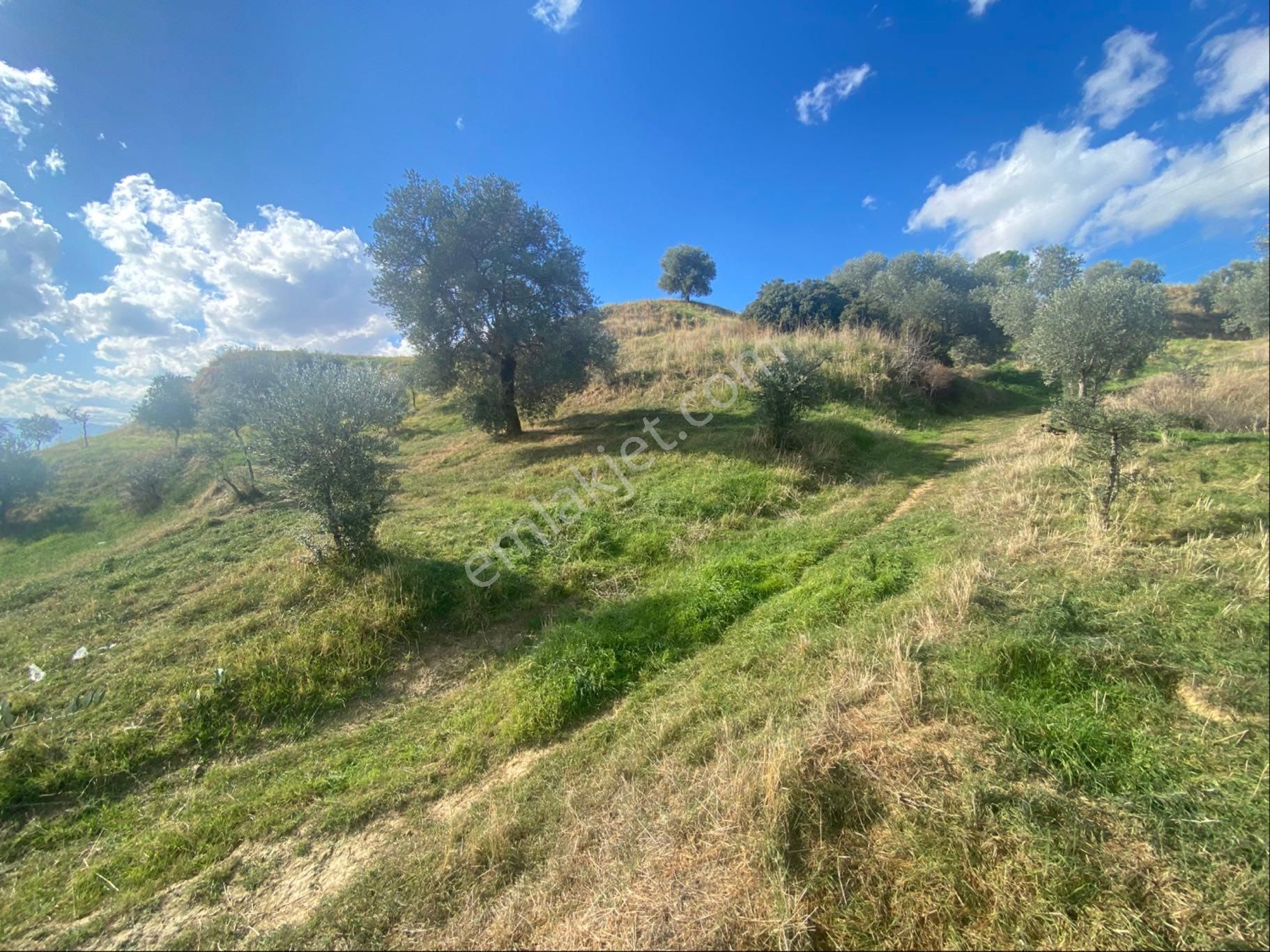 Aydın Danişment Köyünde Satılık Zeytinlik - Görsel 15