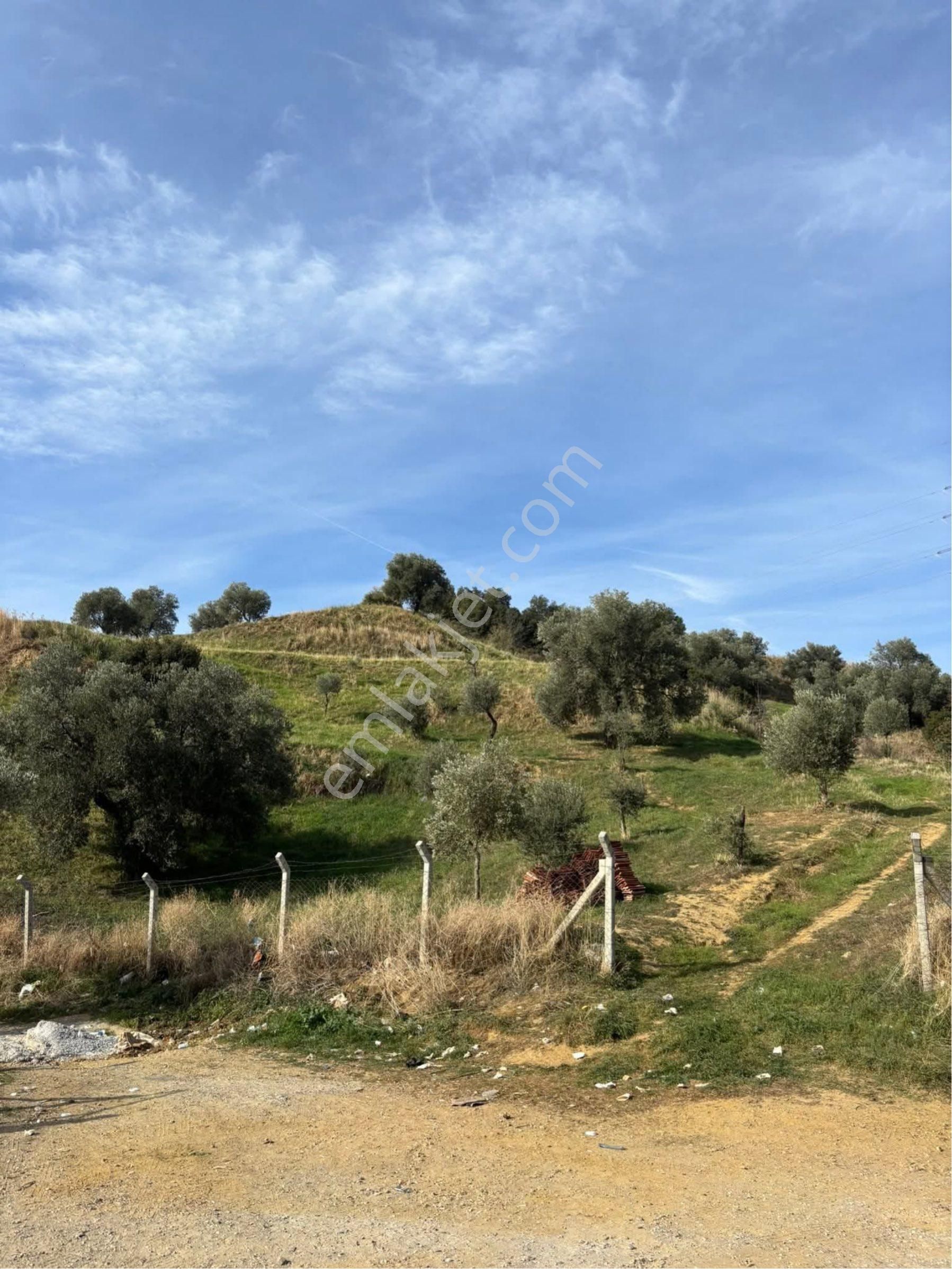 Aydın Danişment Köyünde Satılık Zeytinlik - Görsel 4