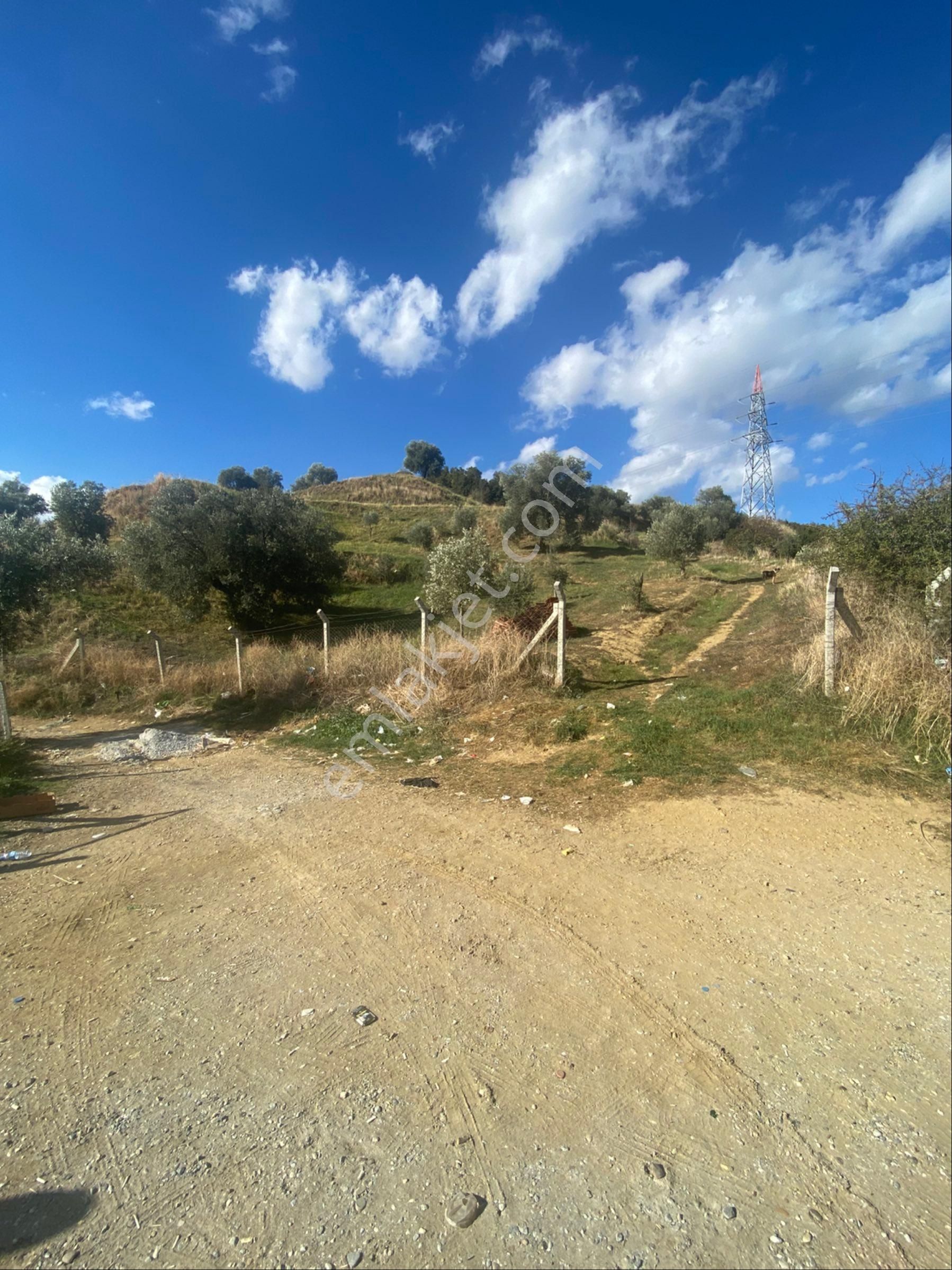 Aydın Danişment Köyünde Satılık Zeytinlik - Görsel 6