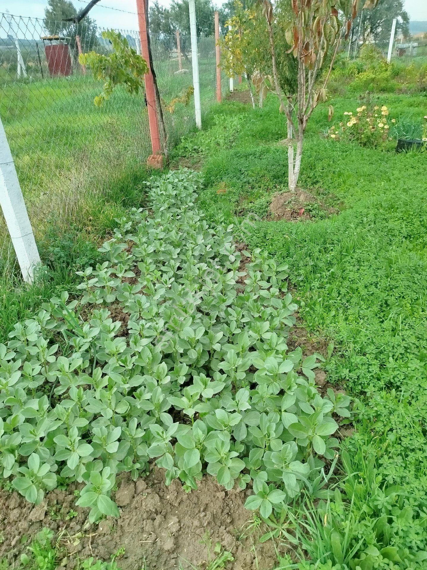 Güzel Konumda Arsa - Görsel 19