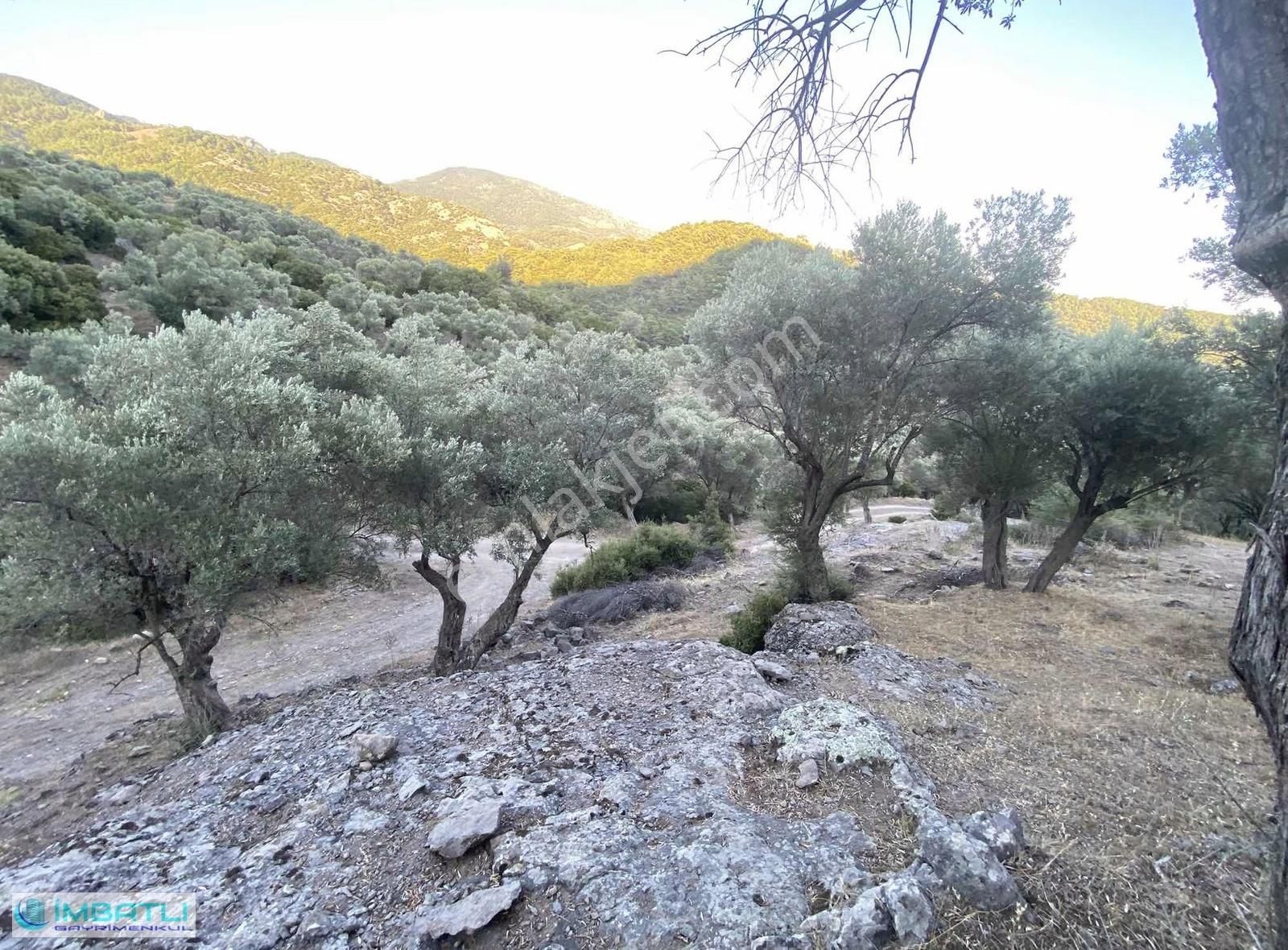 Yamanlarda Yol Altı Zeytinlik - Görsel 4