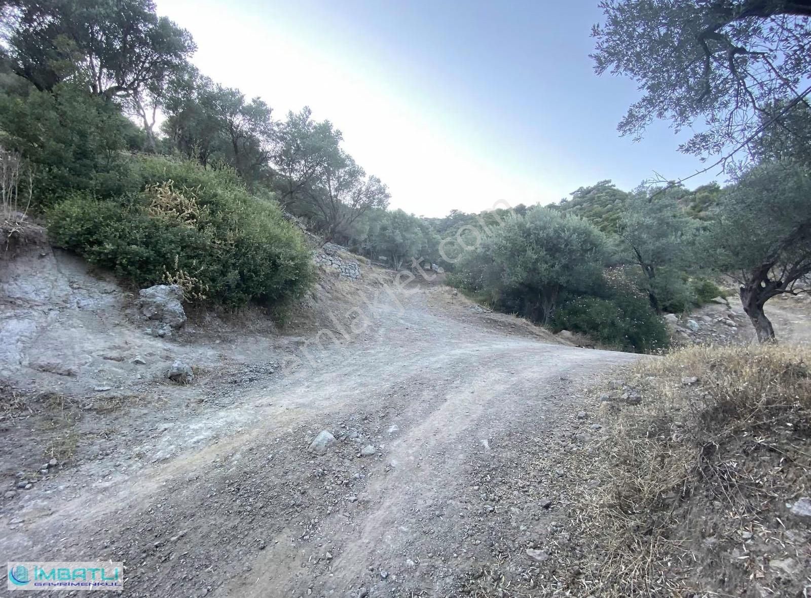 Yamanlarda Yol Altı Zeytinlik