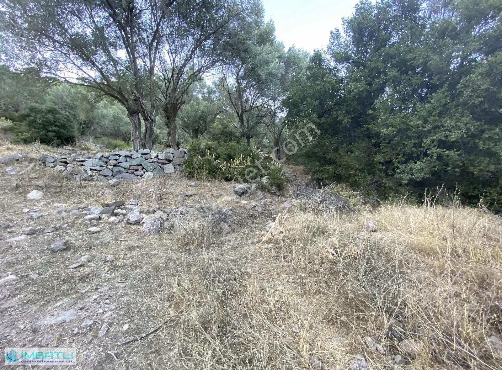 Yamanlarda Yol Altı Zeytinlik - Görsel 3