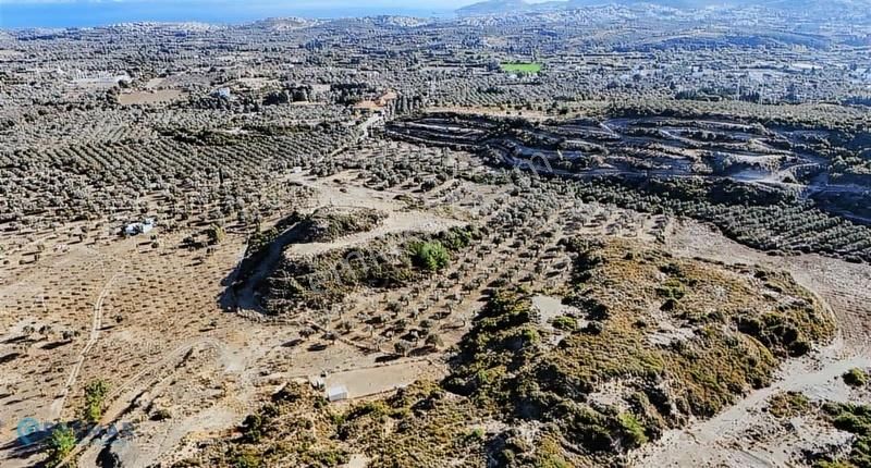 Premar Datça Reşadiye'de 8396m2 Tarla Vasfında Full Zeytinlik - Görsel 8
