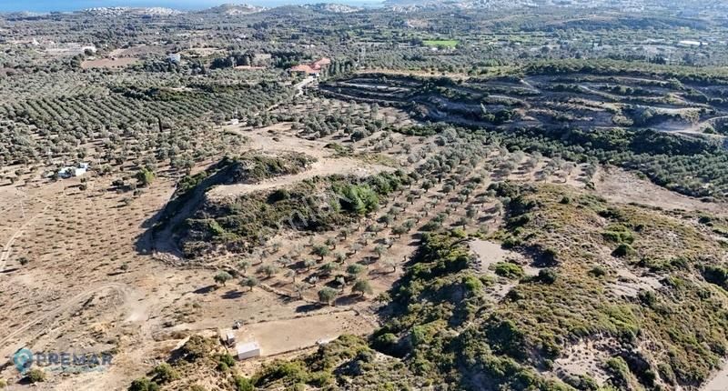 Premar Datça Reşadiye'de 8396m2 Tarla Vasfında Full Zeytinlik - Görsel 7