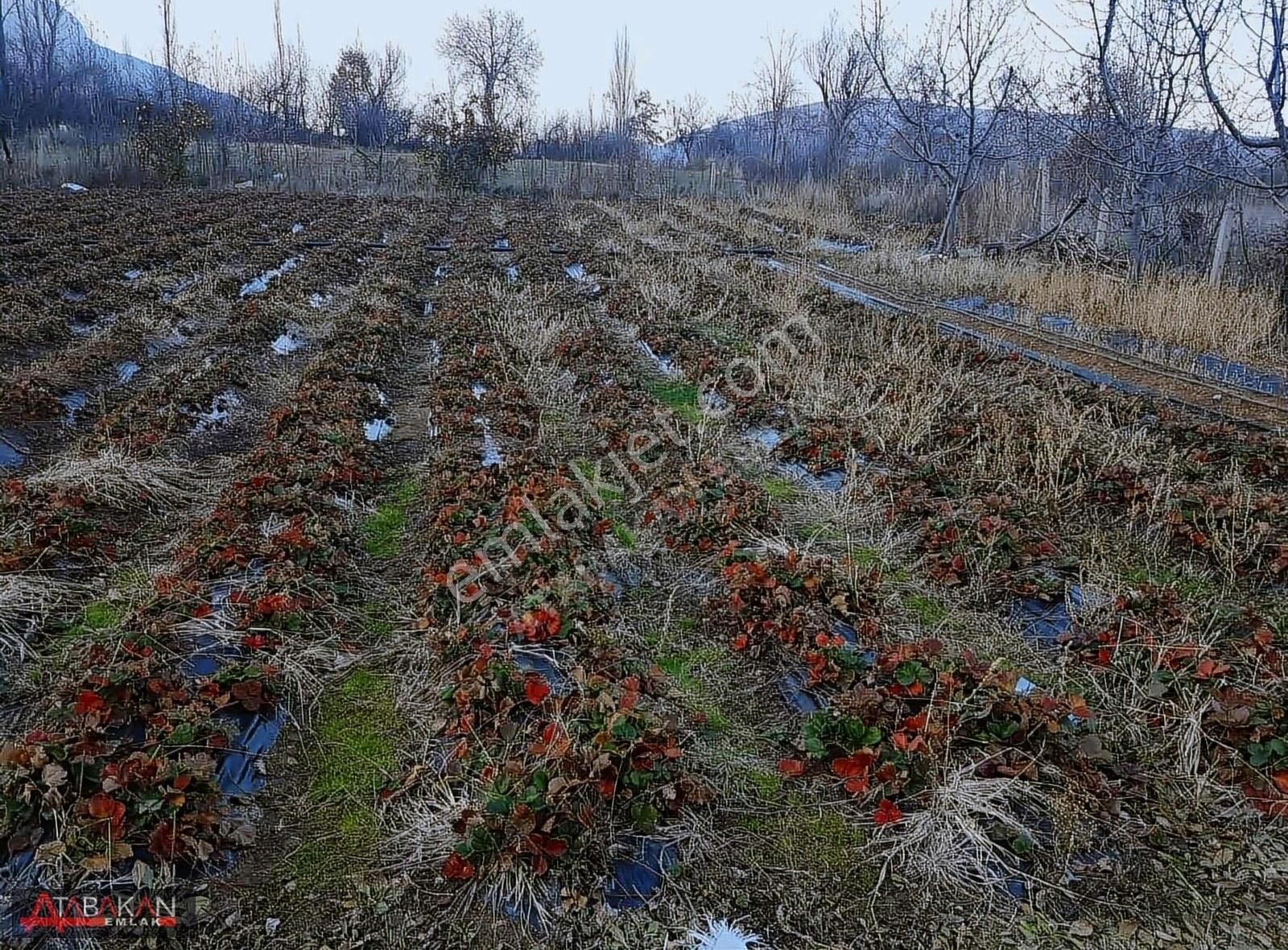 Taraşcı Da 938 M2 Bahçe İçerisinde Müstakil Ev - Görsel 14