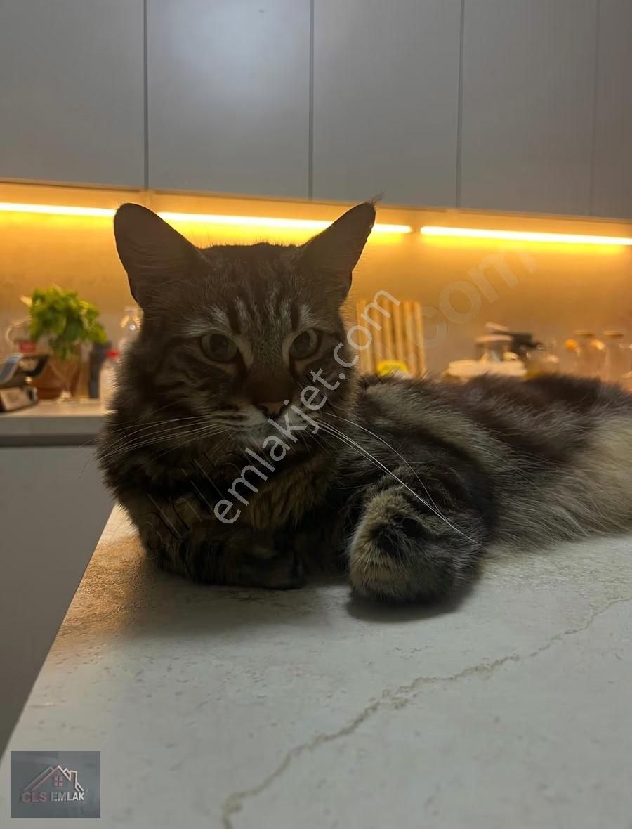 Kelepir Bodrum Konacık Müstakil Tadında Şık 2+1 Baçeli Daire! - Görsel 3