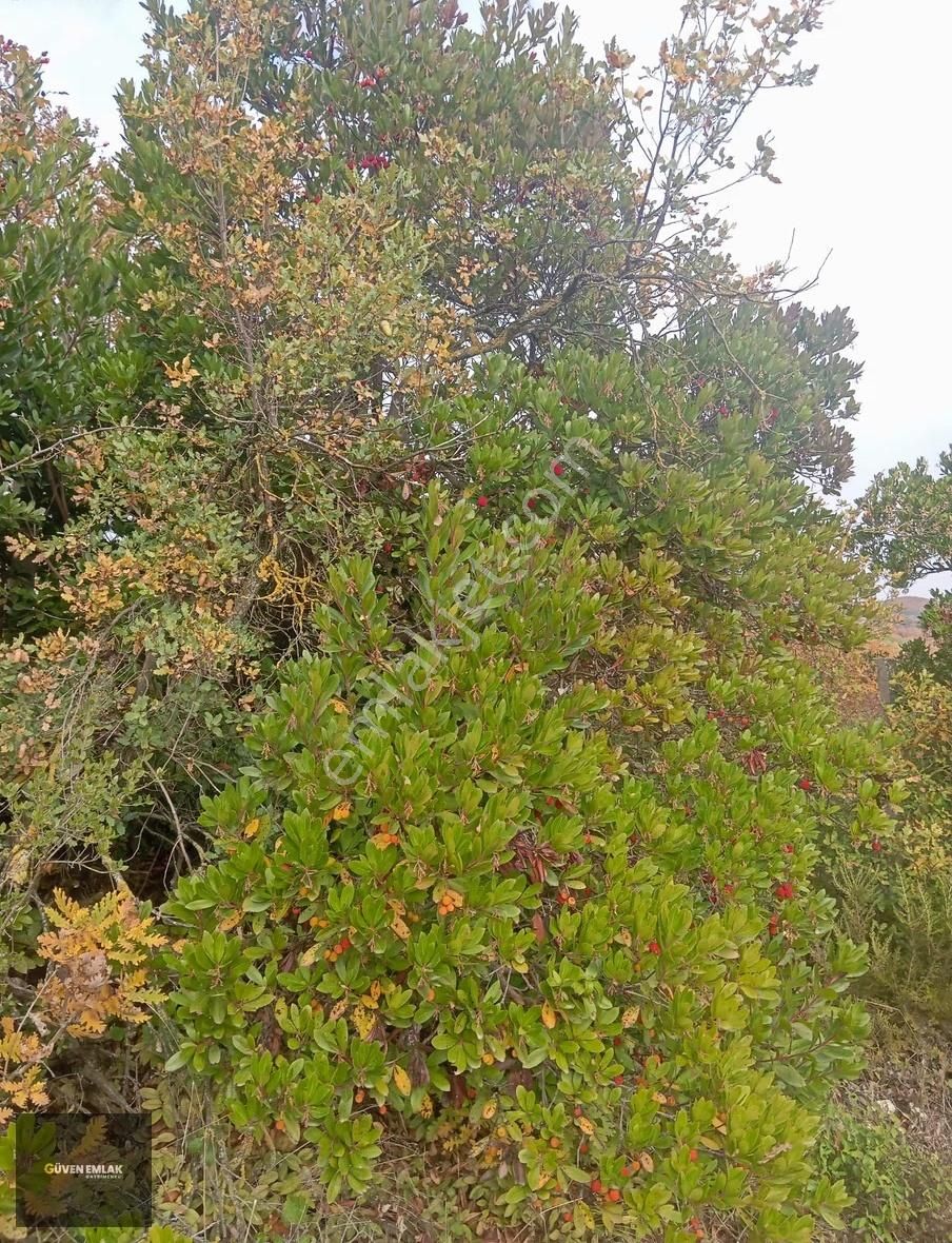 İznik Güven Emlaktan Satılık Köy Asfaltına Cepheli Tarla. - Görsel 9