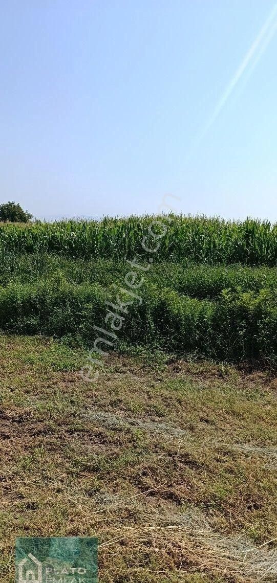 Serçeköy De Satılık Verimli Tarla - Görsel 5