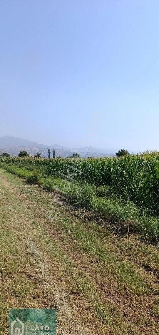 Serçeköy De Satılık Verimli Tarla - Görsel 7