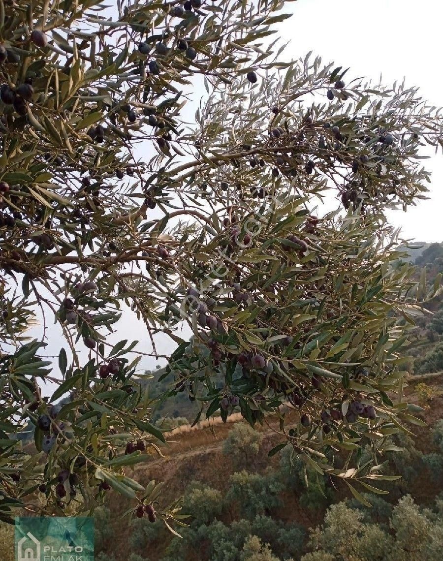 Satılık Zeytinlik - Görsel 5
