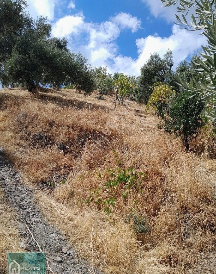Satılık Bag Evi Ve Zeytin İncir Bahcesi - Görsel 3