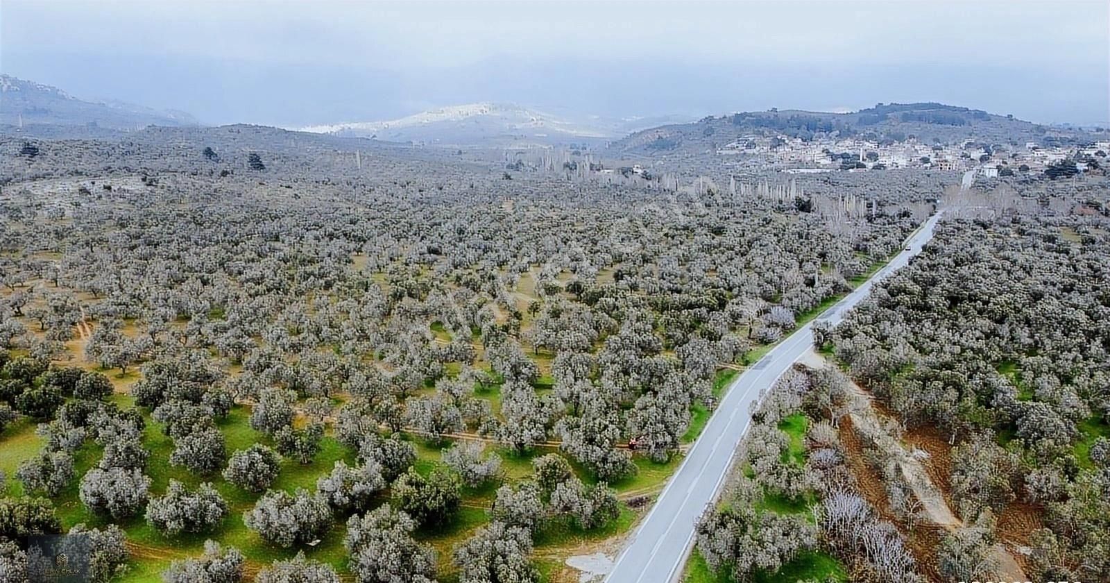 ▀▄mera Emlaktan Tuzcumurat Mah. Asfalta Cephe 9.400 M2 Zeytinlik - Görsel 27