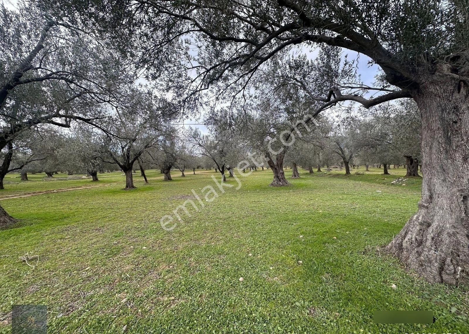 ▀▄mera Emlaktan Tuzcumurat Mah. Asfalta Cephe 9.400 M2 Zeytinlik - Görsel 2