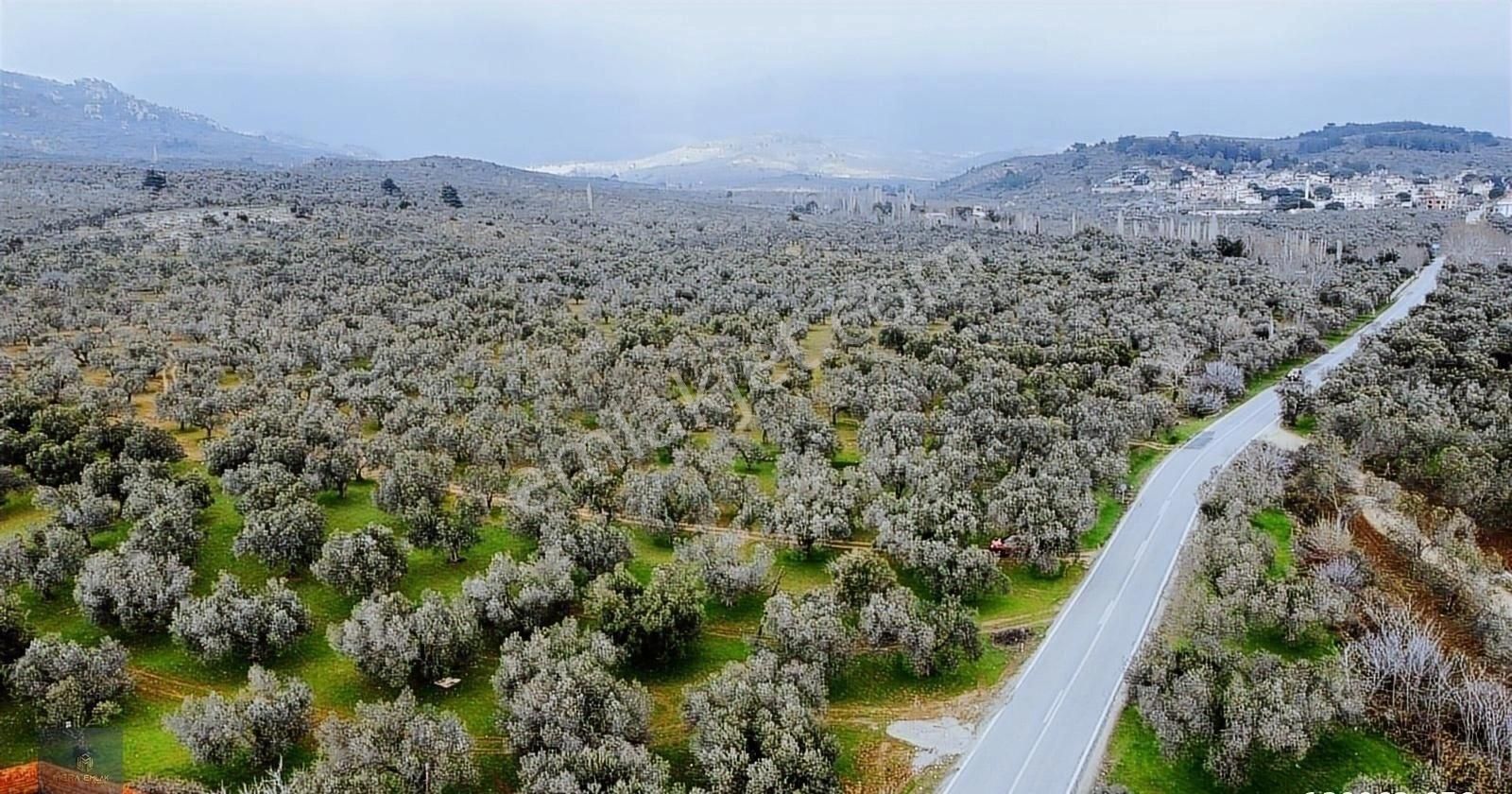 ▀▄mera Emlaktan Tuzcumurat Mah. Asfalta Cephe 9.400 M2 Zeytinlik - Görsel 19