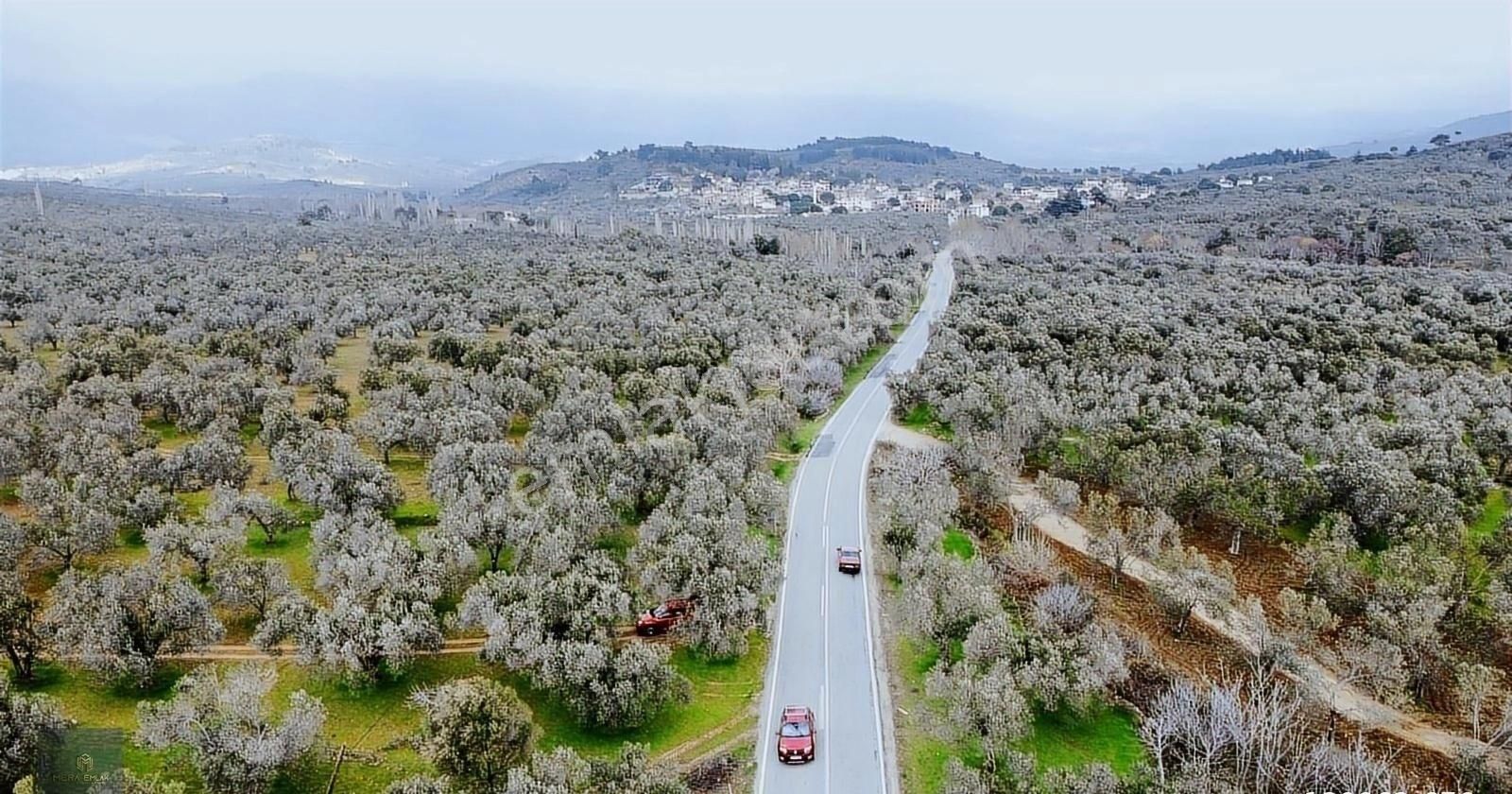 ▀▄mera Emlaktan Tuzcumurat Mah. Asfalta Cephe 9.400 M2 Zeytinlik - Görsel 18