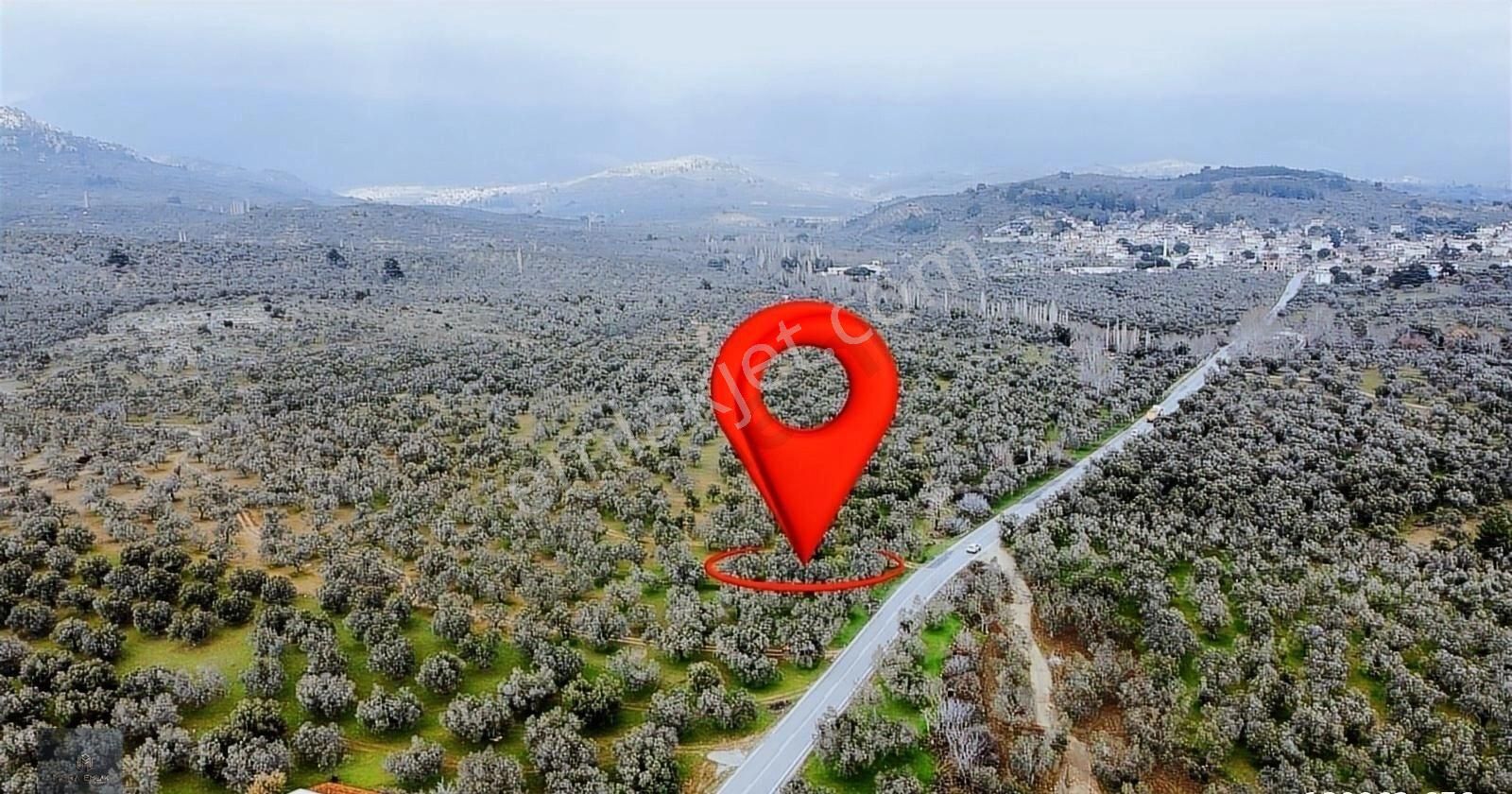 ▀▄mera Emlaktan Tuzcumurat Mah. Asfalta Cephe 9.400 M2 Zeytinlik - Görsel 13