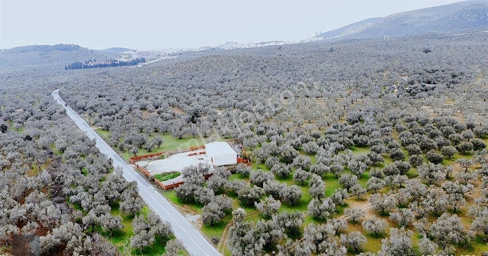▀▄mera Emlaktan Tuzcumurat Mah. Asfalta Cephe 9.400 M2 Zeytinlik - Görsel 14