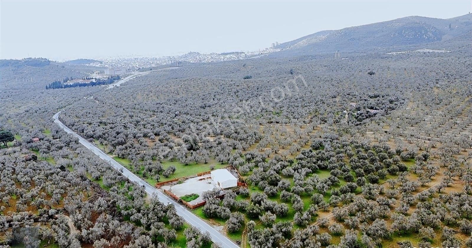 ▀▄mera Emlaktan Tuzcumurat Mah. Asfalta Cephe 9.400 M2 Zeytinlik - Görsel 10
