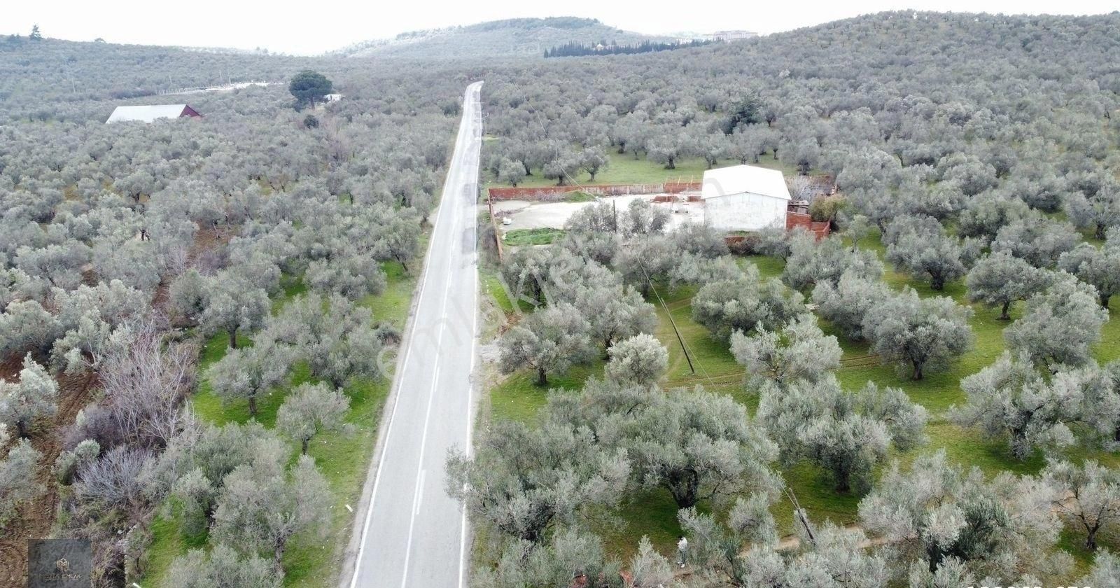 ▀▄mera Emlaktan Tuzcumurat Mah. Asfalta Cephe 9.400 M2 Zeytinlik - Görsel 25