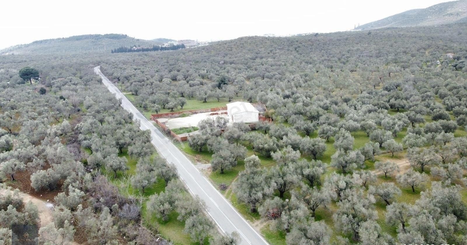 ▀▄mera Emlaktan Tuzcumurat Mah. Asfalta Cephe 9.400 M2 Zeytinlik - Görsel 22