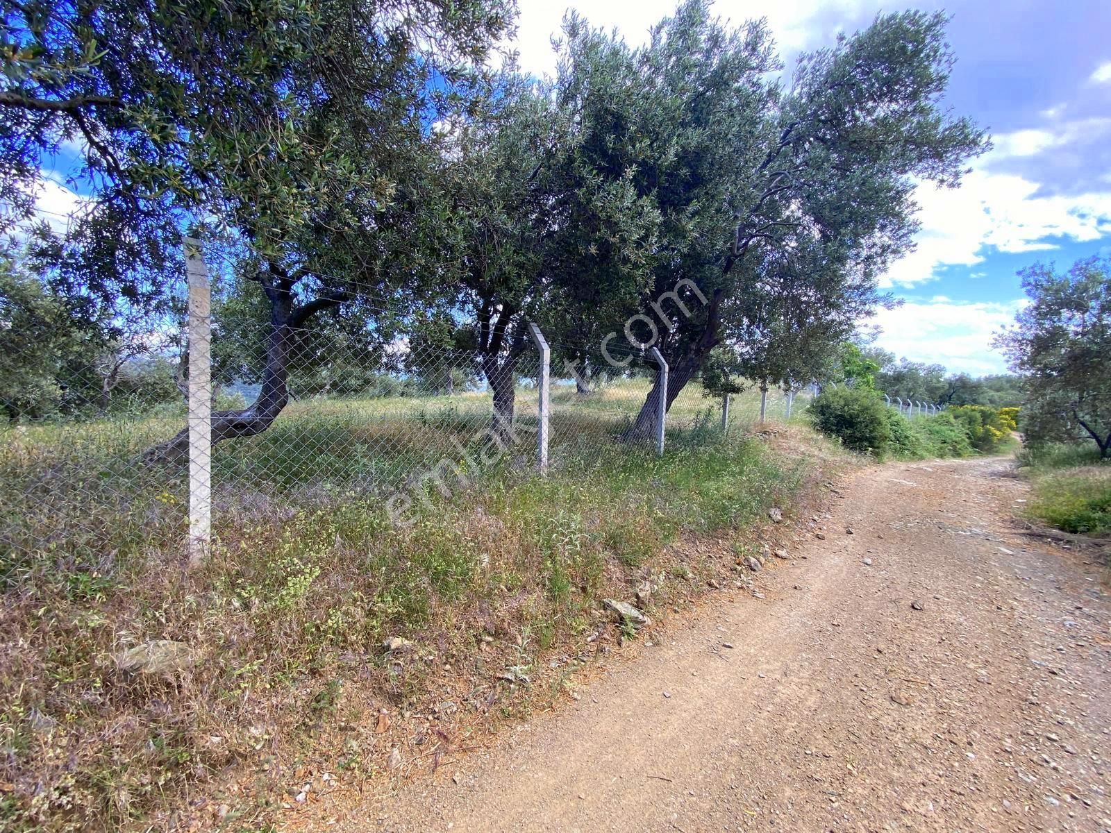 ▀▄mera Emlaktan Pınarbaşı Köyünde 7.700m2 Yola Cepheli Zeytinlik