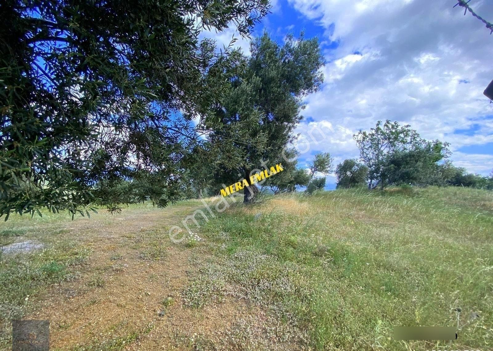 ▀▄mera Emlaktan Pınarbaşı Köyünde 7.700m2 Yola Cepheli Zeytinlik - Görsel 3